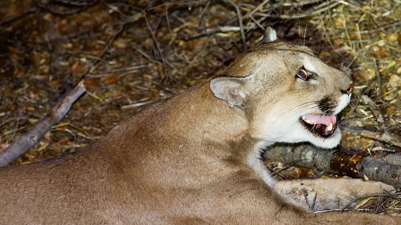 A cougar has attacked five mountain bikers close to Snoqualmie, leading to one person being taken to the hospital.