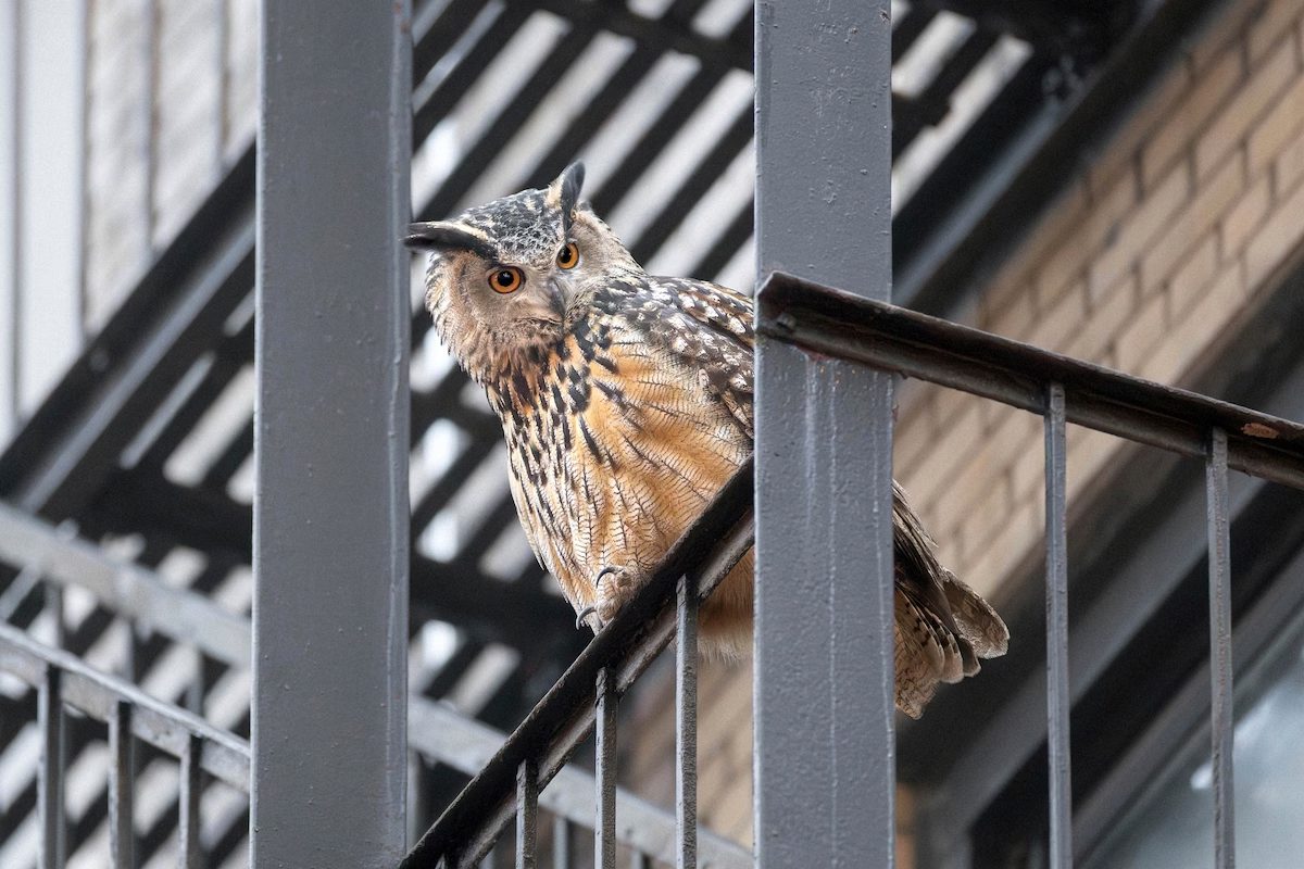Flaco the Central Park Zoo Owl Meets Tragic End After Building Collision
