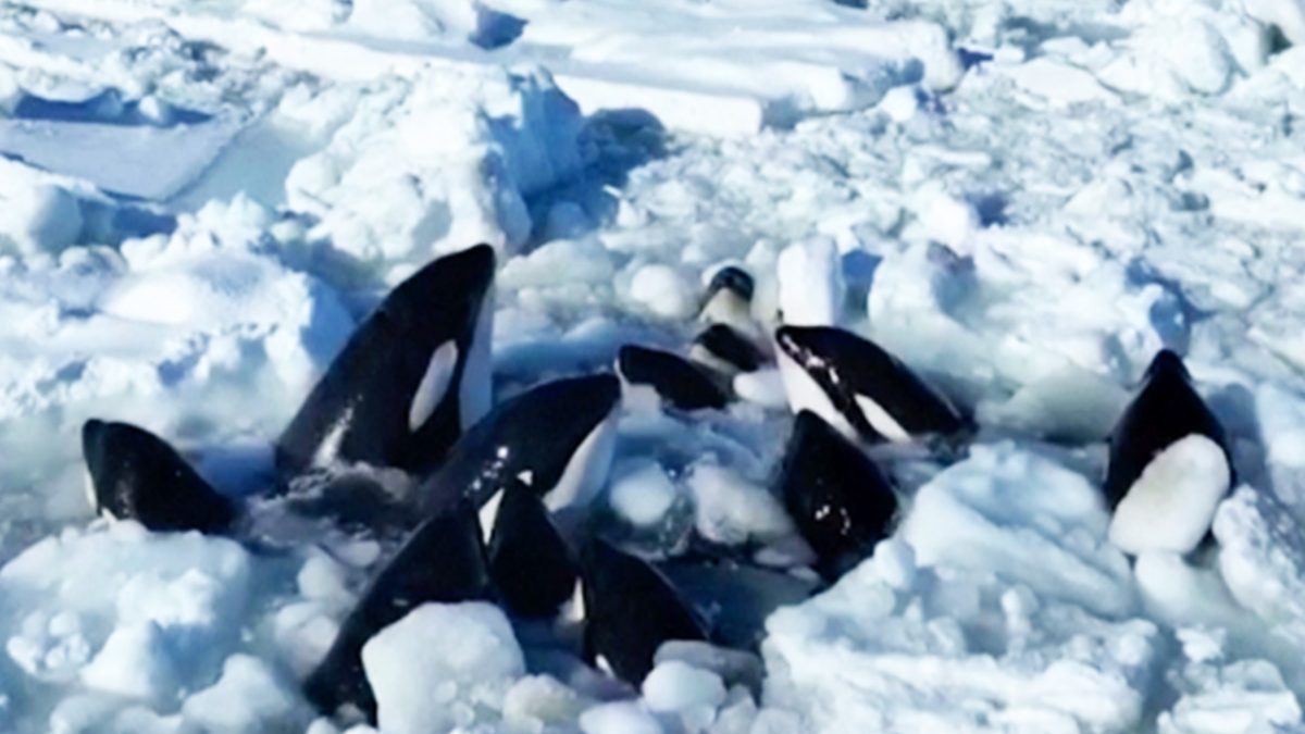 Pod of Killer Whales Trapped by Sea Ice in Japan Appear to Have Escaped