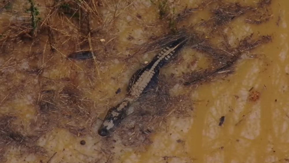 Georgia Deputy Narrowly Escapes Alligator Encounter During Training
