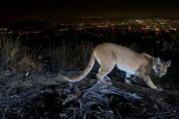 Tragic Mountain Lion Attack in Georgetown Claims One Life
