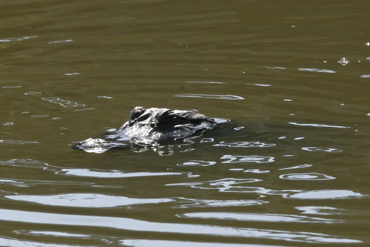 Houston Police Kill Alligator After Disturbing Discovery