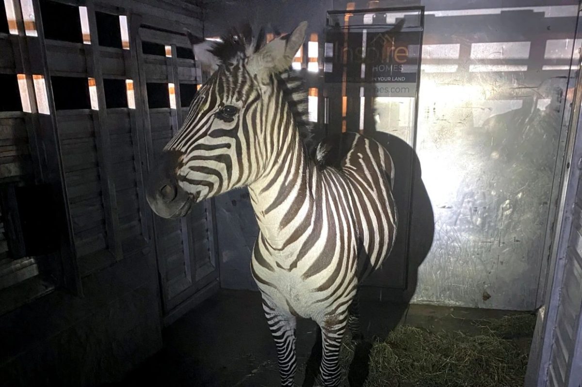 Zebra Recaptured After Days on the Loose in Washington State