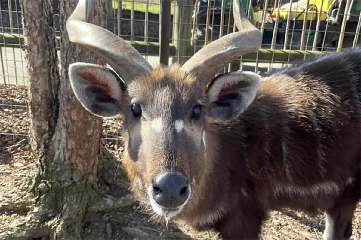 Zoo Visitor’s Rule Violation Causes Fatality for Endangered Antelope