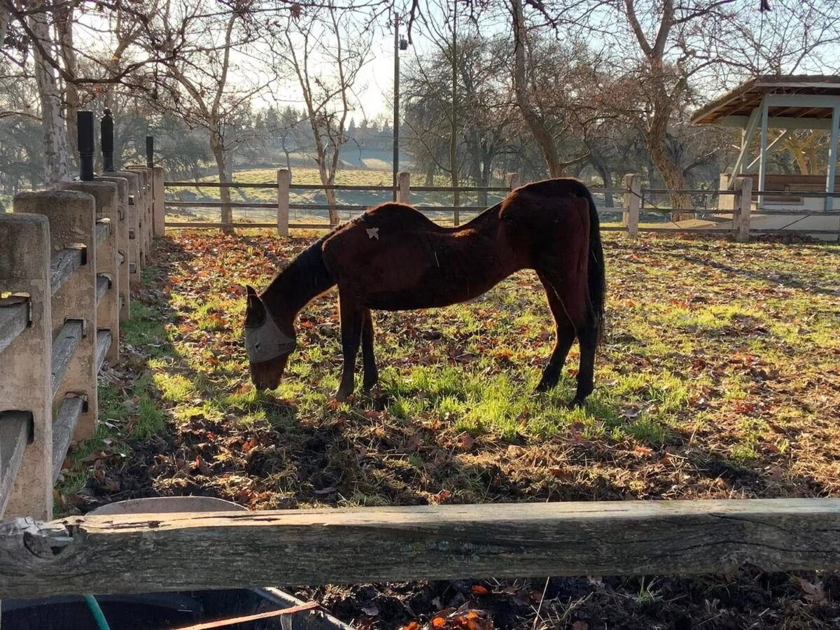 Woman Arrested After 27 Dead Horses Found in California Investigation