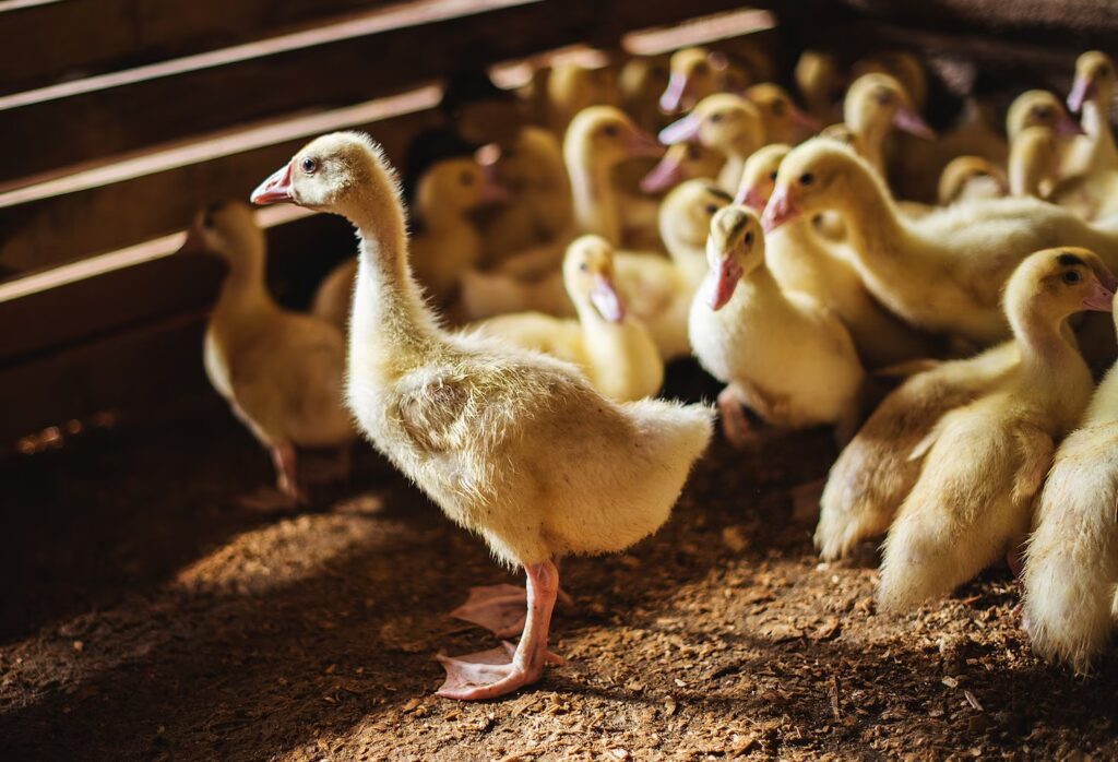 Long Island Farm Euthanizes Thousands of Ducks Amid Bird Flu Outbreak