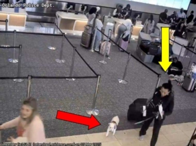 Florida Woman Arrested for Drowning Dog at Orlando Airport