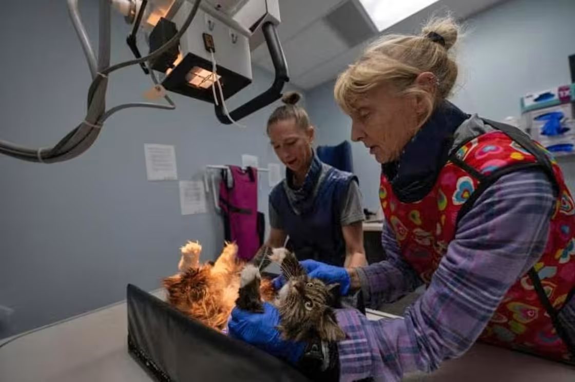 Cat Survives Fatal 400-Foot Fall at Utah’s Bryce Canyon