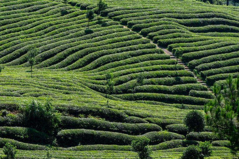 traditional tea farm in shaded region