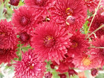 Close-up of vivid red chrysanthemums in natural garden setting, showcasing intricate petal details