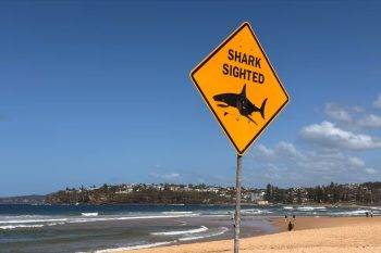 sharksighting